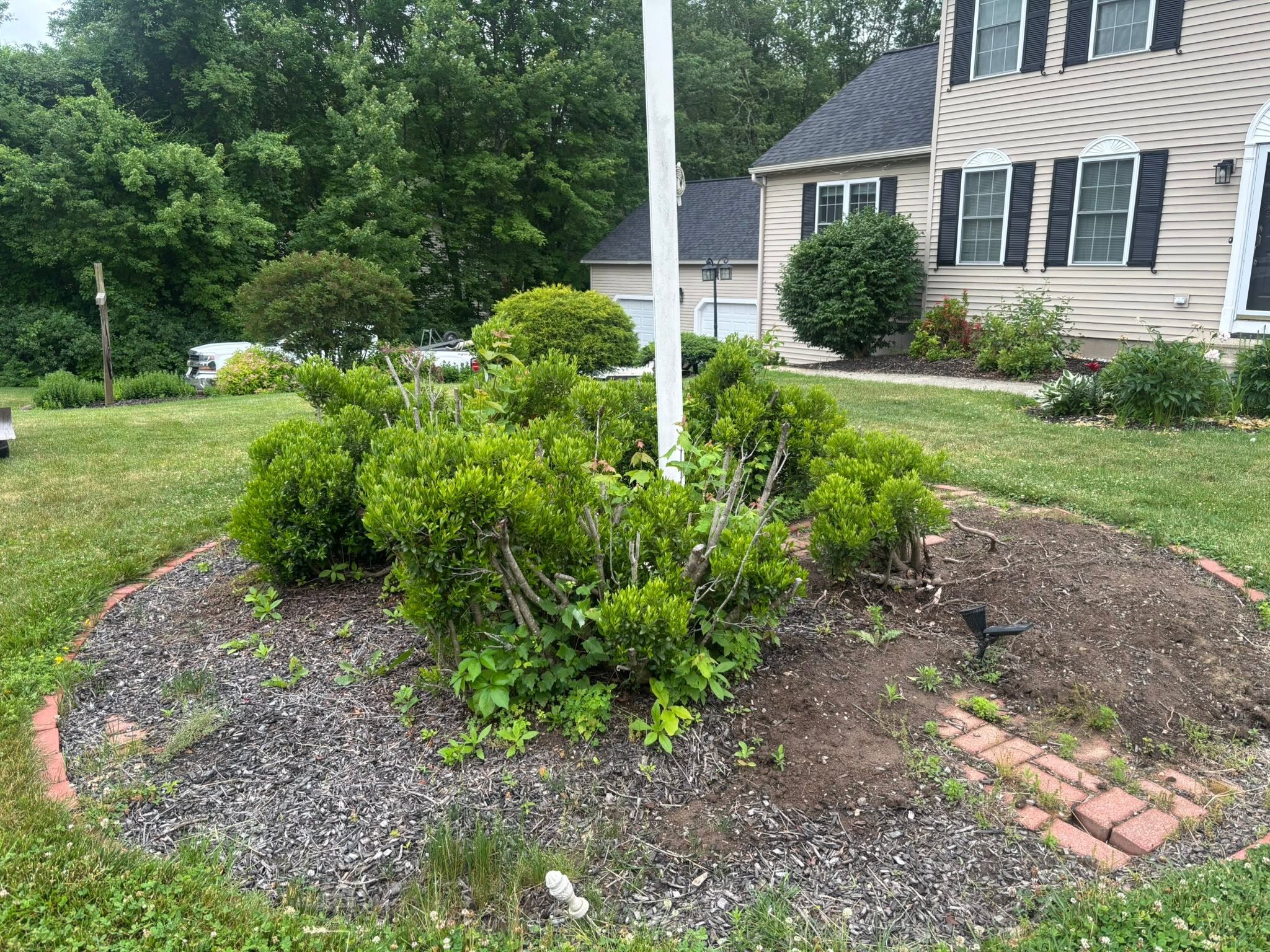 Multiple stumps and shrubs needing full root extraction